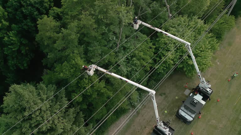 Best Hazardous Tree Removal  in Wilmerding, PA