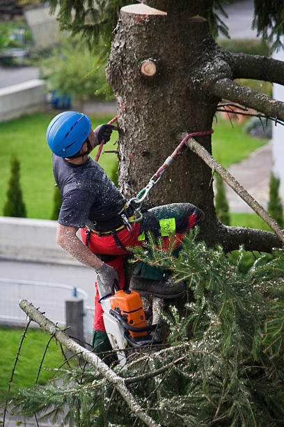 Trusted Wilmerding, PA  Tree Services Experts