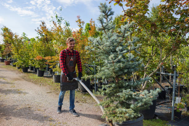 Best Tree and Shrub Care  in Wilmerding, PA