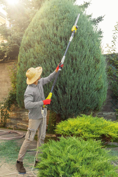 Best Sod Installation  in Wilmerding, PA